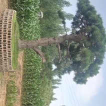 造型松