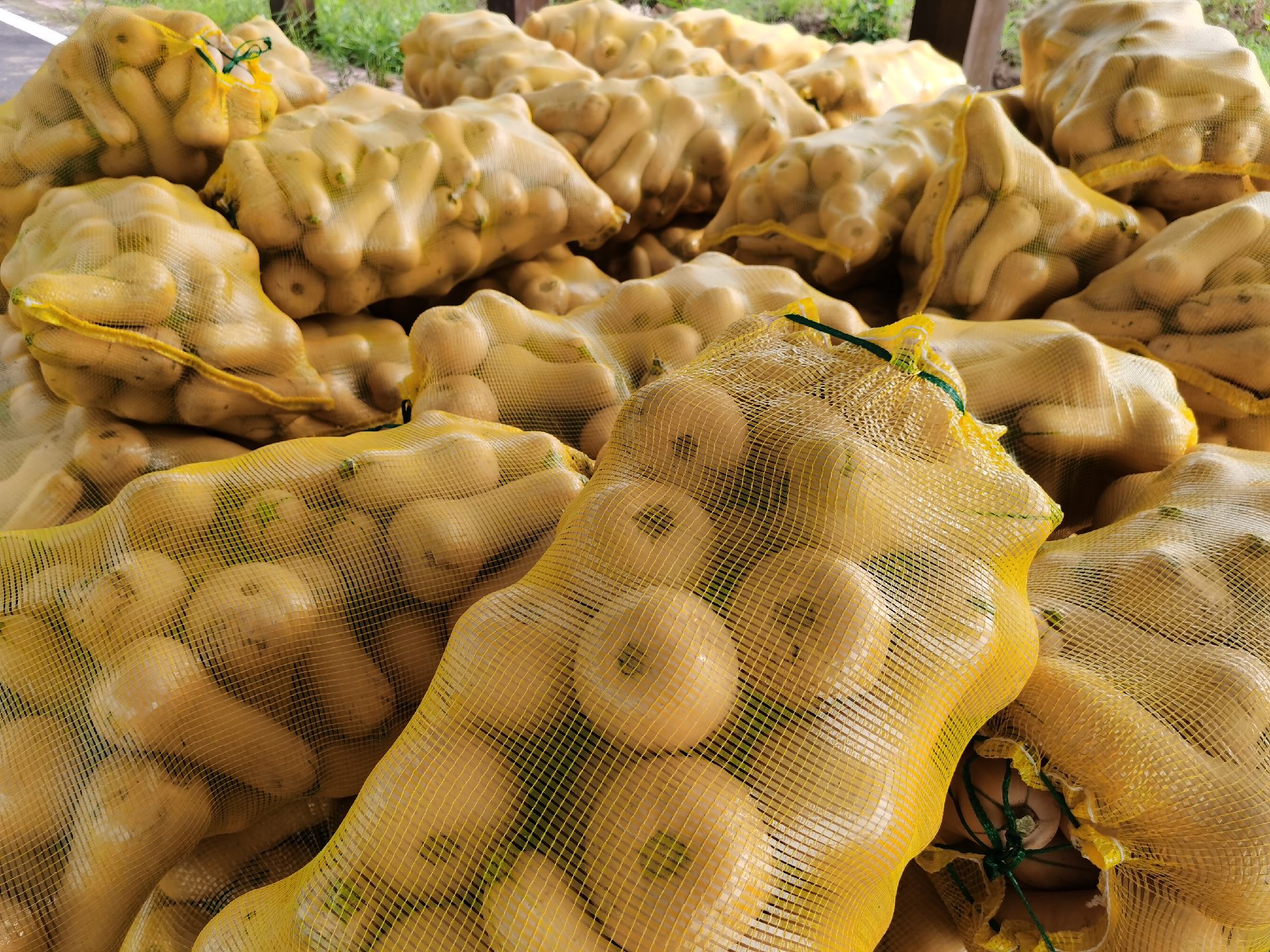 超市货架上摆放着多个奶油南瓜，标签上写着“安第斯传统品种”、“有机种植”等字样