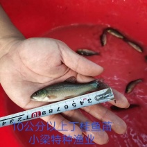 优质丁桂鱼苗，快长耐运输，