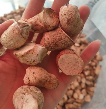 香菇脚 春栽双剪菇腿,产地直销量大从优