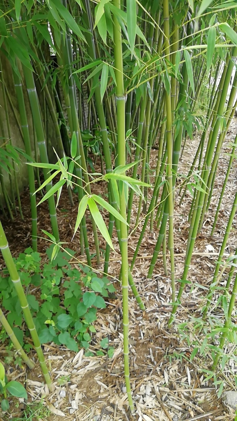 竹子竹苗产地直销土壤肥沃成活率高质量是优点