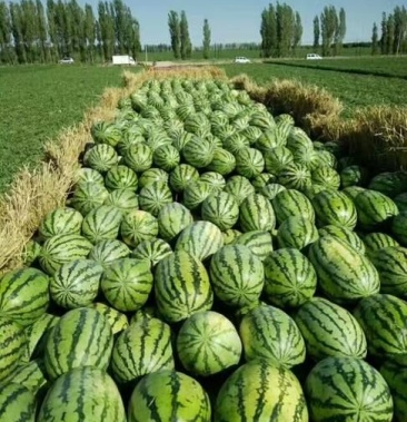 新疆安农2号西瓜鲜货供应产地直销量大从优精品瓜