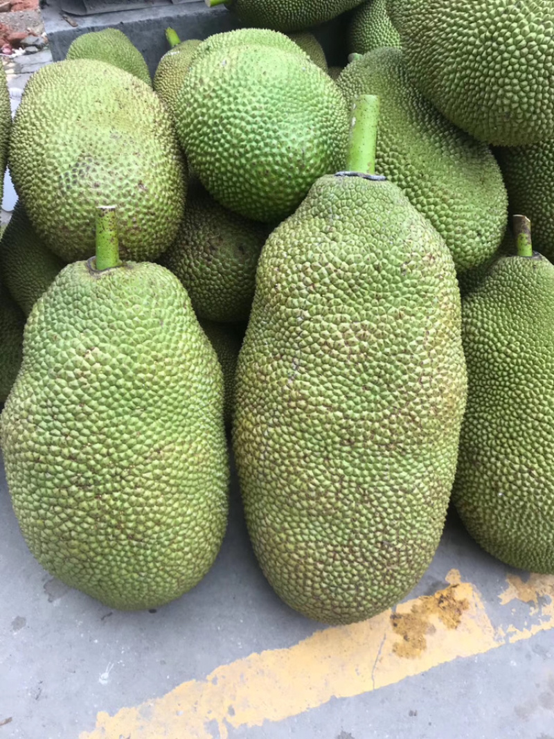 菠萝蜜马来一号马来一号菠萝蜜
