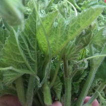 龙须菜精装，无果金瓜苗，原产地采收，加工，一袋够一份菜。