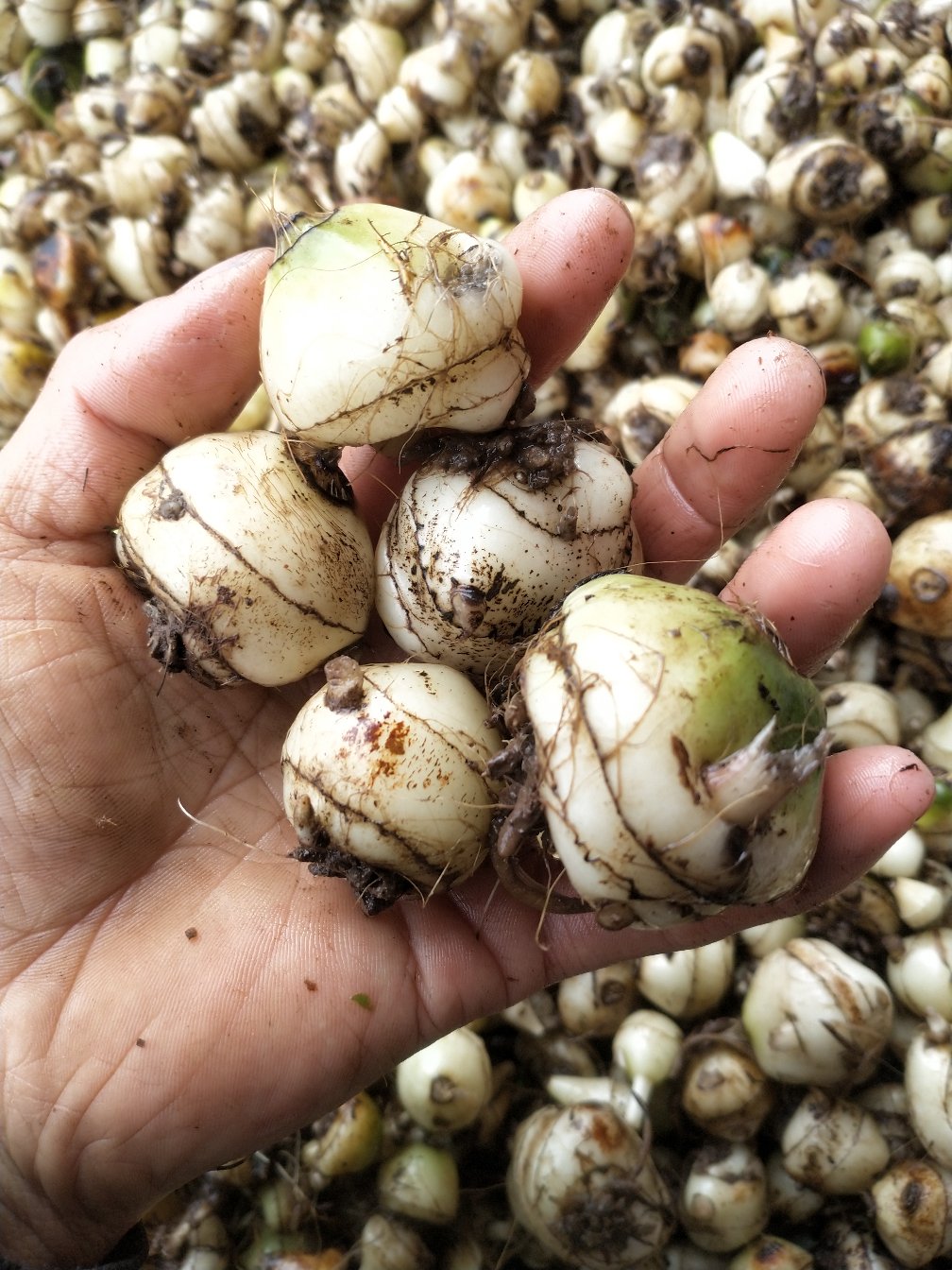 毛慈菇移栽货品种好!