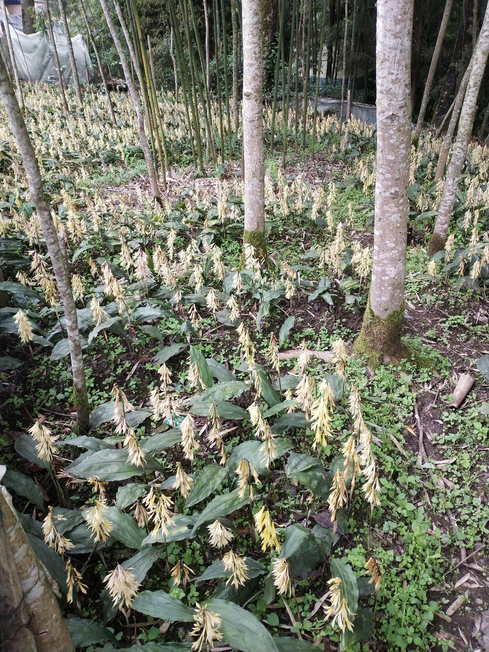 毛慈菇移栽货品种好!