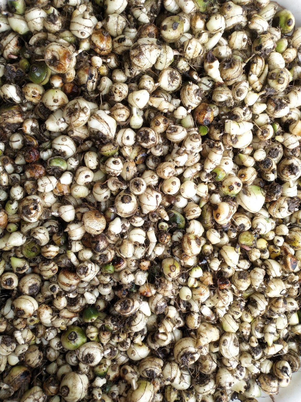 毛慈菇移栽货品种好!