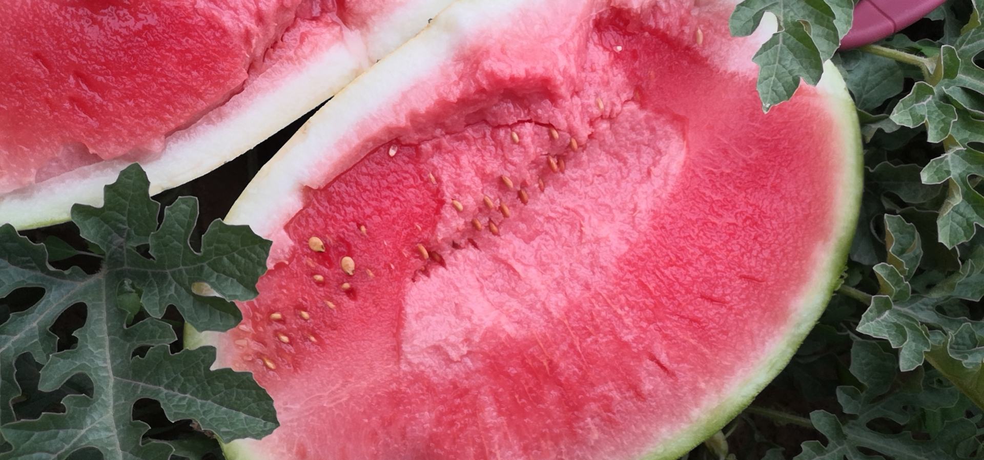 切开的金花西瓜展示内部结构