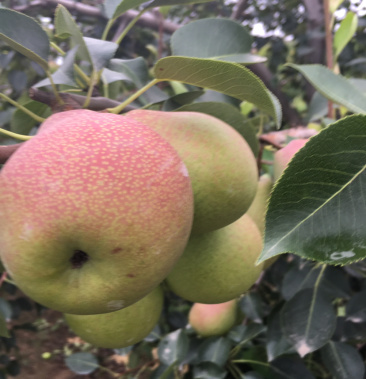 七月红梨云霞果品,云霞果品