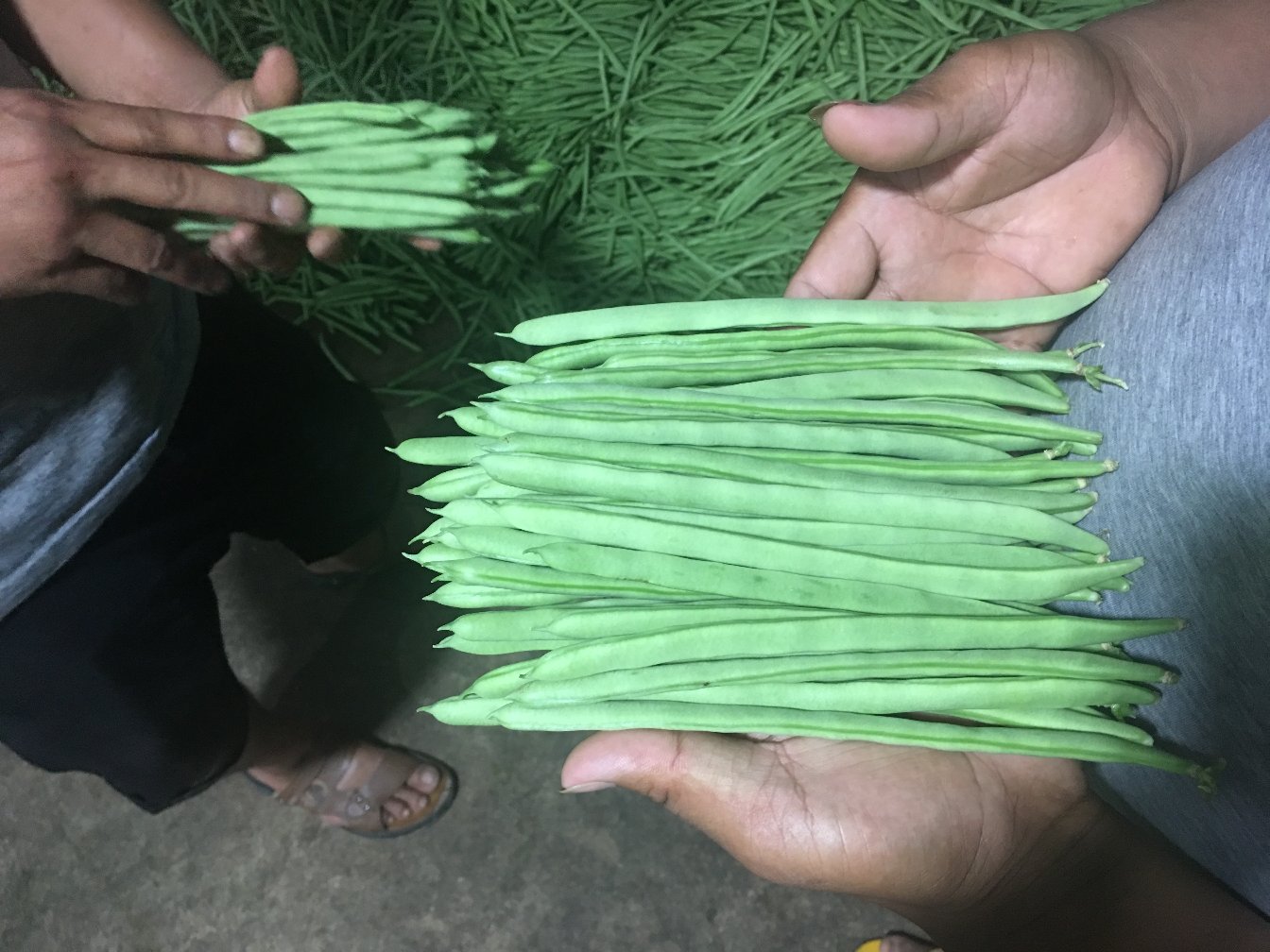 焯水后四季豆成品对比图：左侧为正确做法——豆段均匀翠绿、表面光亮、形态挺括；右侧为常见失败案例——颜色暗沉发黄、边缘卷曲、质地软塌