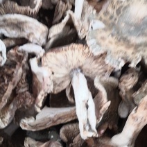 伏牛山脉身干无杂产地直发精选优质野生青头菌系列
