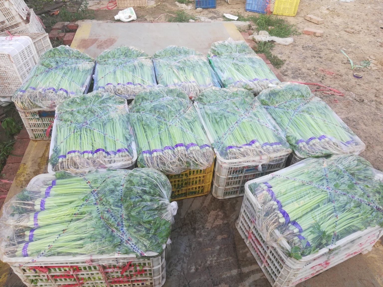 农民在田间进行山芹菜采收作业,工人正在将洗净的山芹菜进行分级捆扎并装入泡沫箱,旁边配有冰袋和冷藏车待运,展现从田头到冷链的标准化流程 山芹菜采收与包装现场