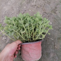 出售碰碰香，碰碰香杯苗，