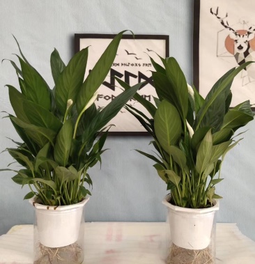 一帆风顺水培美酒带根室内盆栽好养易活办公室绿植