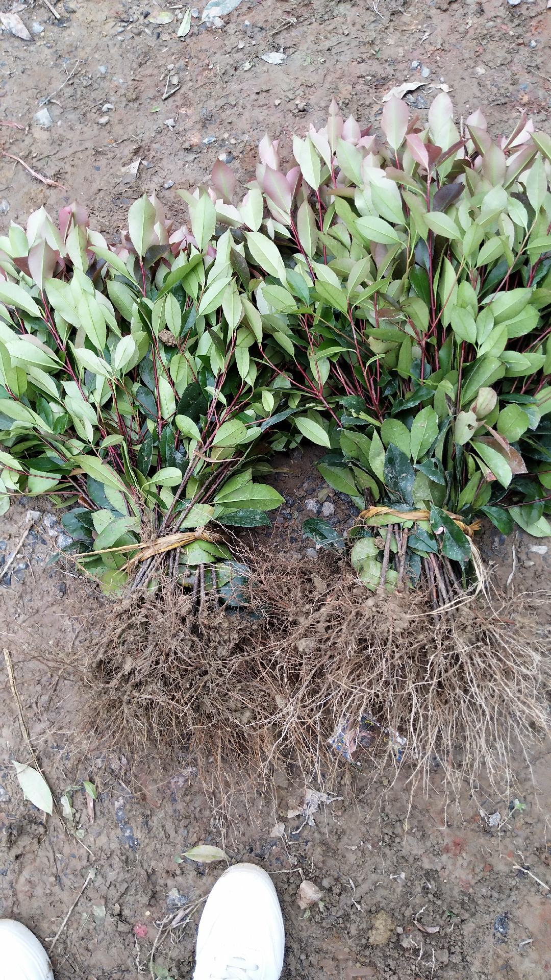 红叶石楠树苗红叶石楠球庭院篱笆绿化四季常青