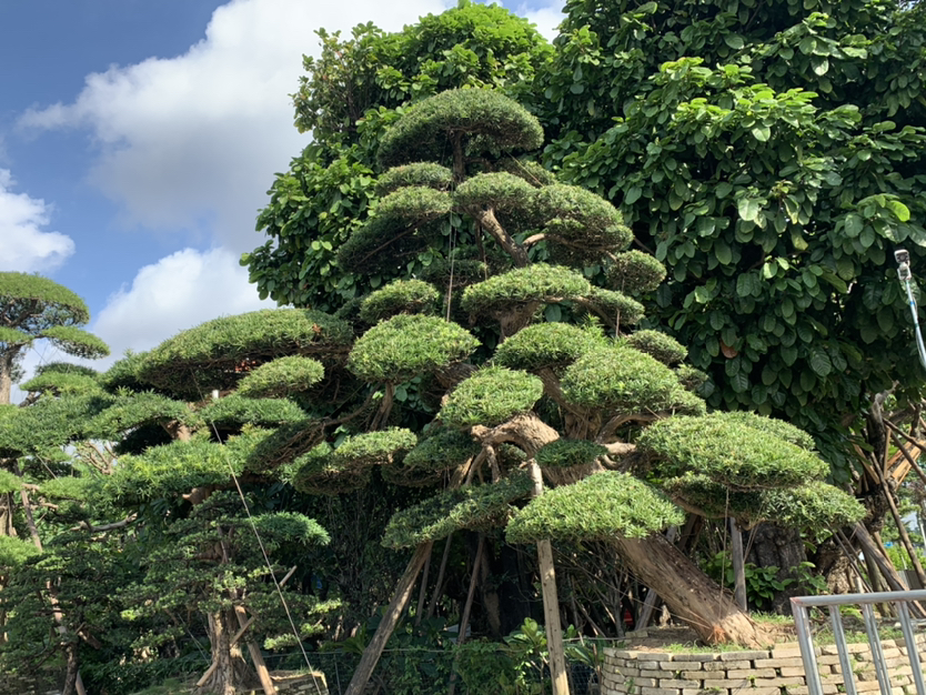 罗汉松整体植株形态