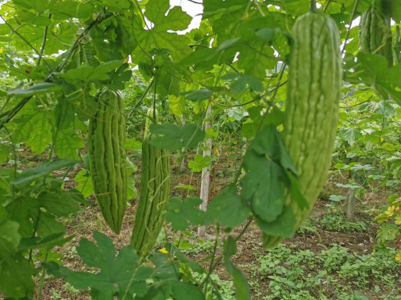 图中展示了苦瓜与西红柿在营养结构上的互补关系,强调搭配的科学性 苦瓜西红柿营养搭配示意图