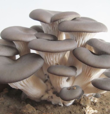 [灰平菇批发]灰平菇价格3.00元/公斤 - 一亩田