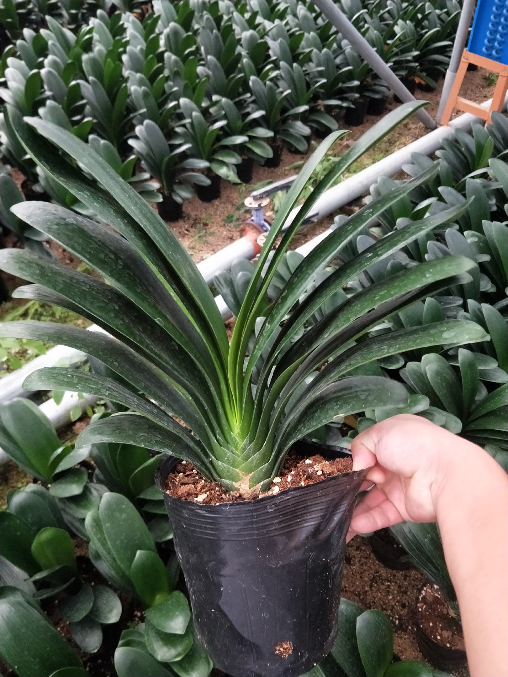 [君子兰批发]君子兰,支持视频看货,质量有保障龙岩永福基地直销!