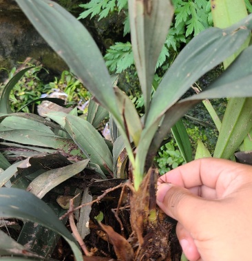 野生兔耳兰一颗原生苗粉色花广西野生新鲜苗