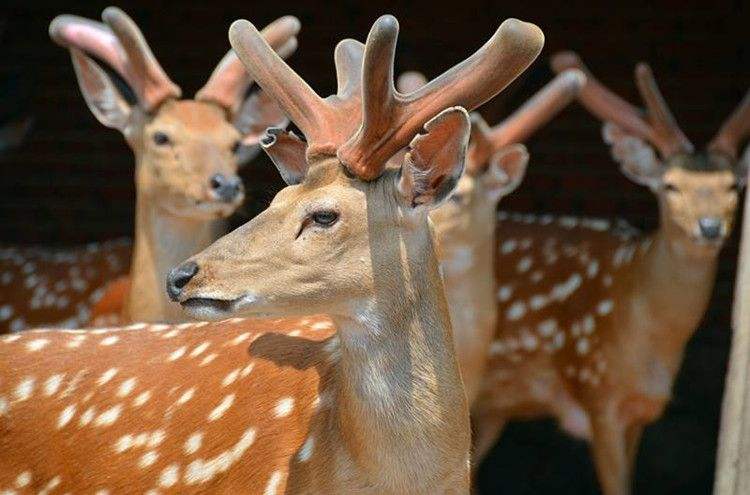 马鹿与梅花鹿对比图