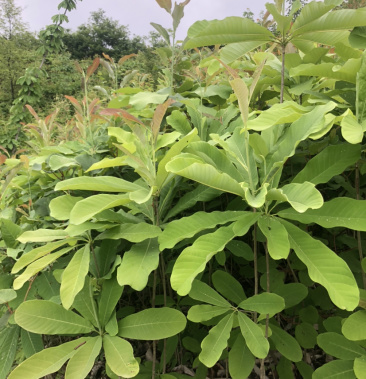 [厚朴苗批发]厚朴苗,药用树木,也可做绿化,,,,.,价格0.