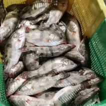 四两到七两小桂鱼标桂超标