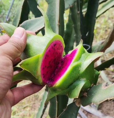 台湾青皮红肉火龙果苗 枝条 嫁接苗 带根发货