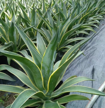 [剑麻批发]金边龙舌兰,批发丝兰价格20.00元/棵 - 一亩田