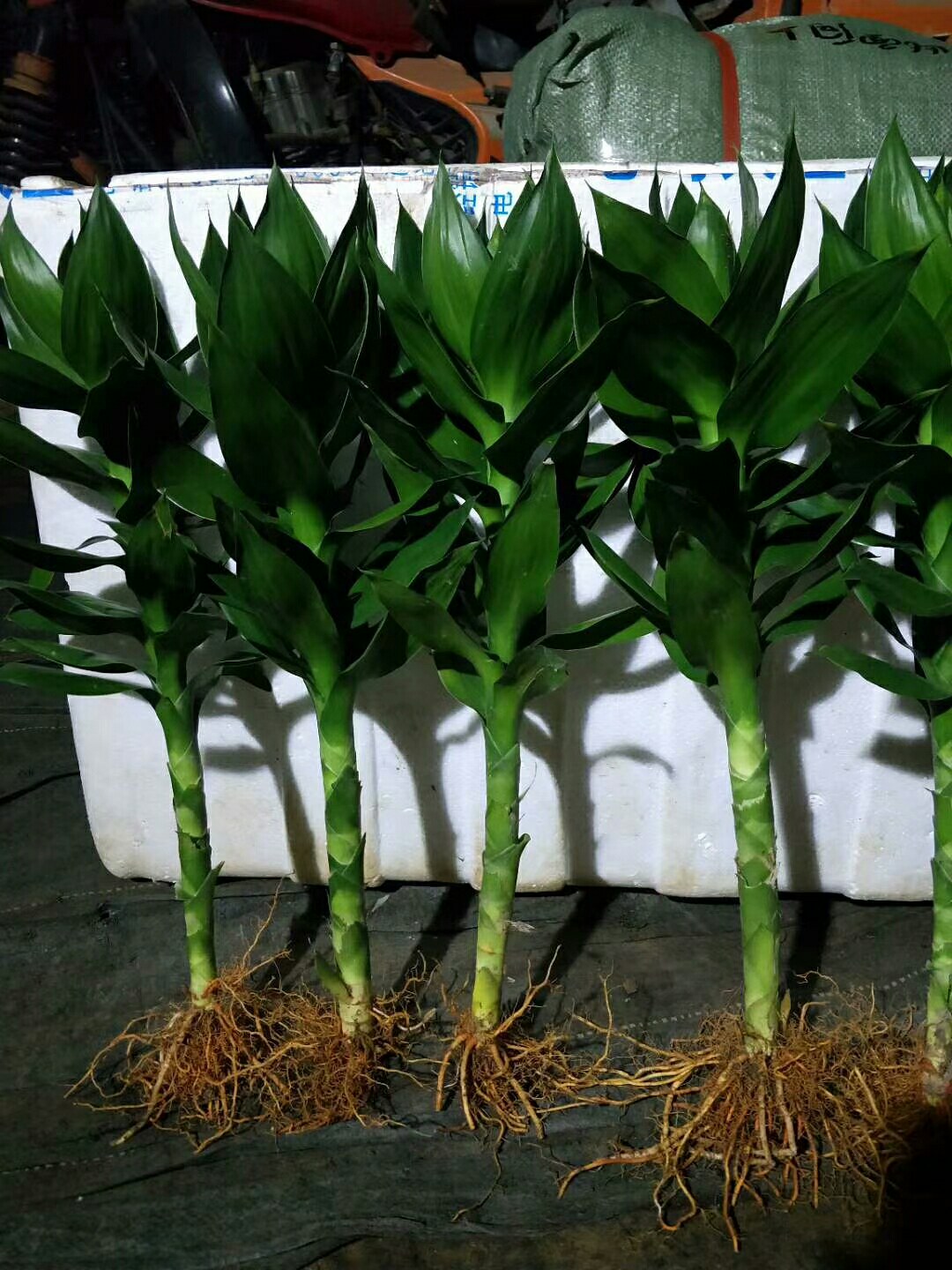 [观音竹批发]观音竹 观叶植物 可以水培 基地直销 发物流价格1.