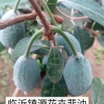 菲油果新西兰芳香大果新品种食用观赏庭院阳台可四季栽植
