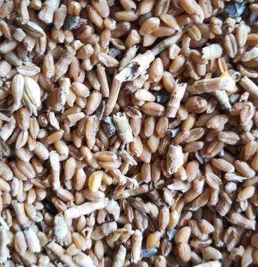 碎麦子杂粮碎麦渣子优质碎小麦小麦下脚料养殖专用神器
