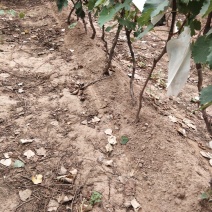 占地葡萄树量大谁要联系我欢迎，壹叁贰玖叁零壹叁玖肆零