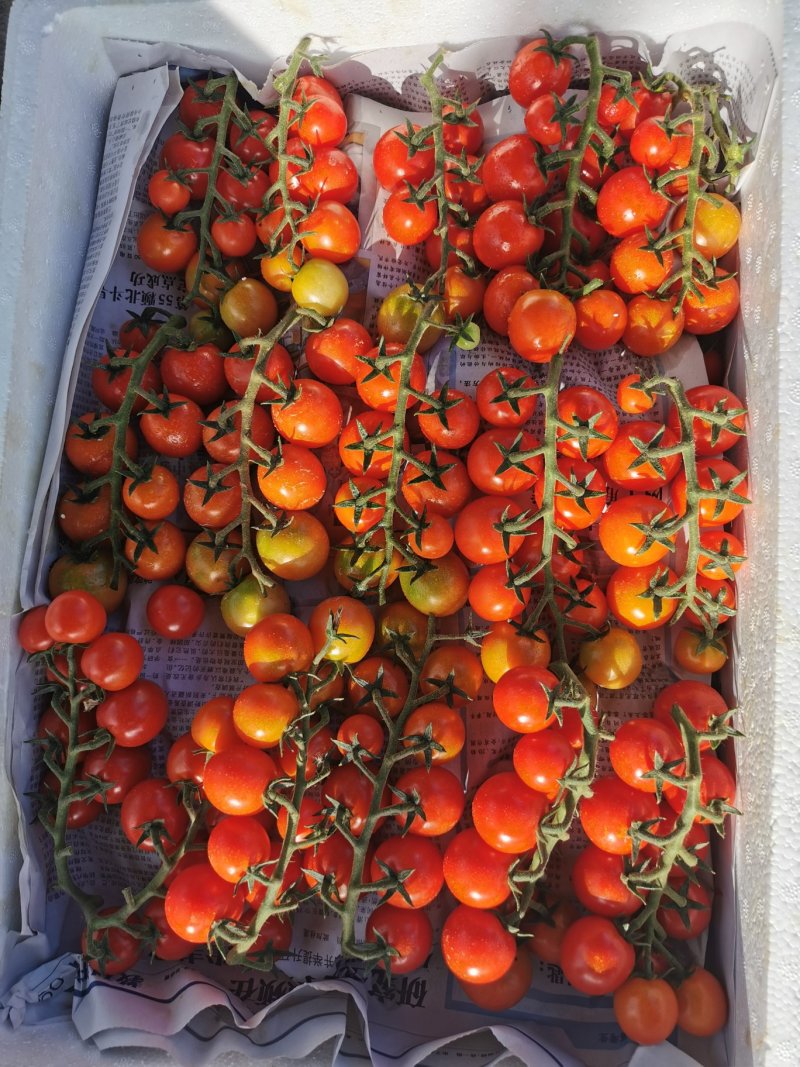 福建福州仓山区茄子 5.50元/斤高科技红色串茄12