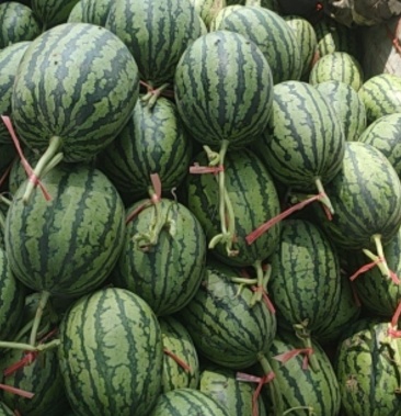 [特小凤西瓜批发]牛奶爆瓜价格0.85元/斤 - 一亩田