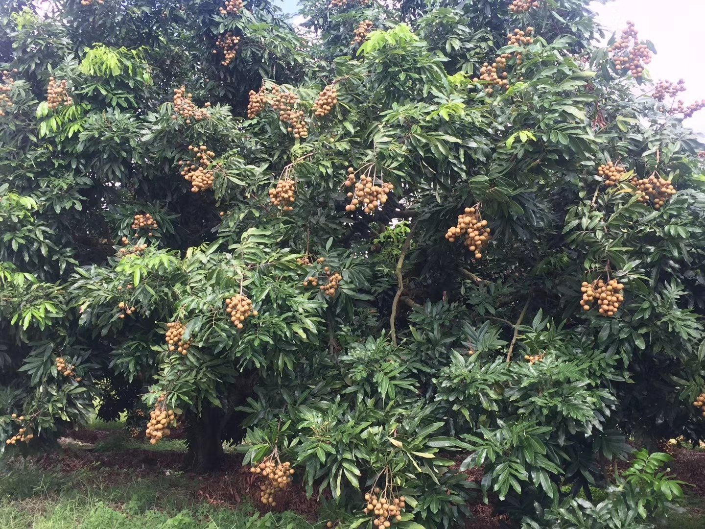 采摘中的储良龙眼