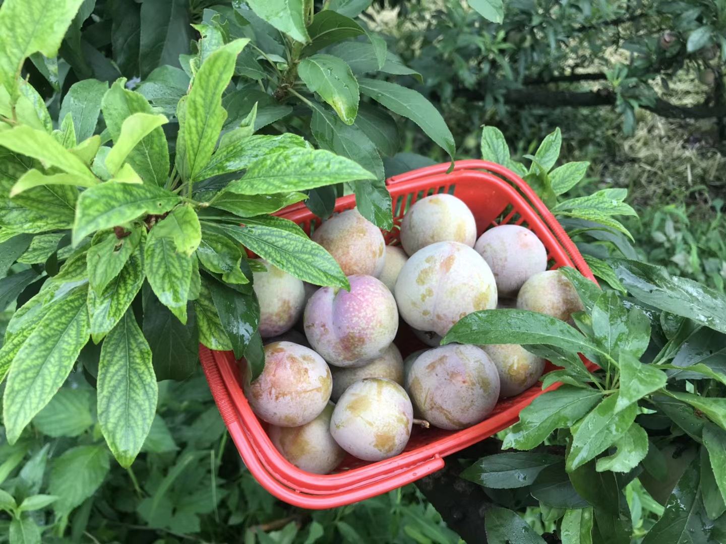 桃形李采摘现场图