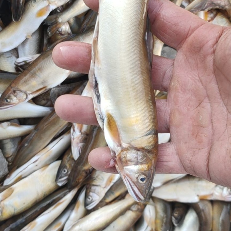 香鱼,淡水鱼,口感细腻嫩滑,无刺