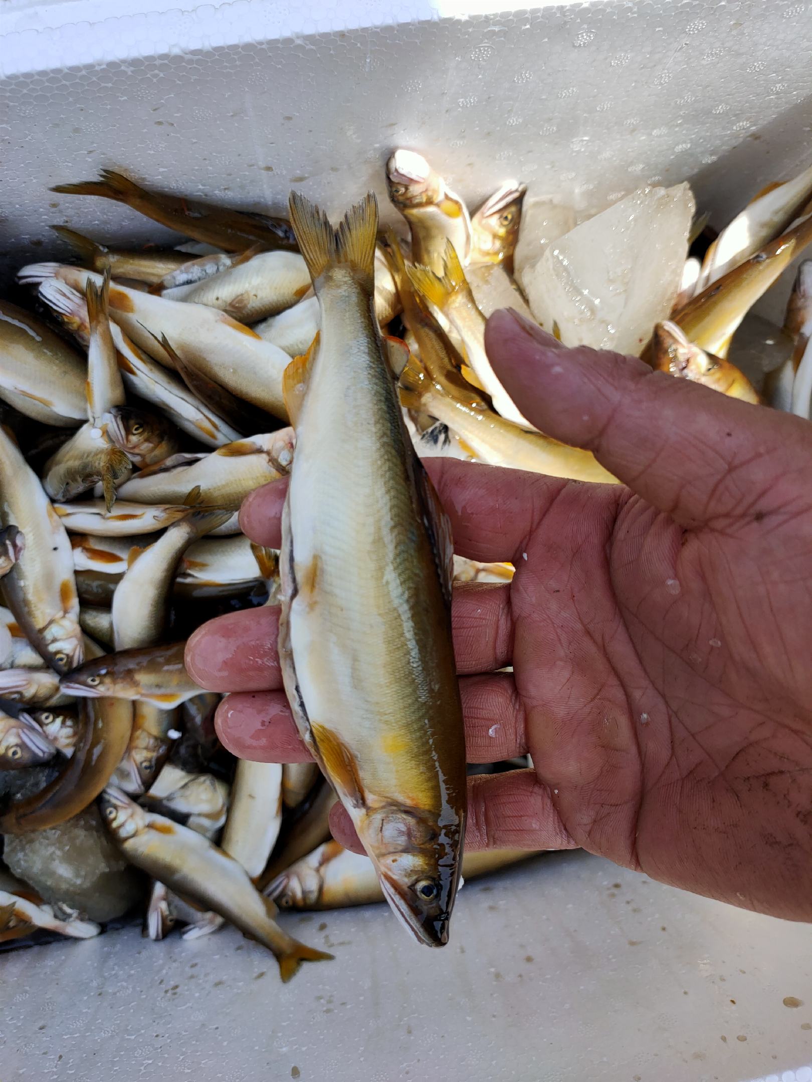 香鱼,淡水鱼,口感细腻嫩滑,无刺