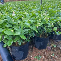 重瓣茉莉花杯苗/带花包带泥土发货/基地现挖发往全国