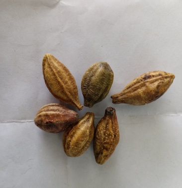 金诃子,进口金诃子,质量保证!