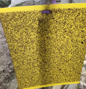 [粘虫板批发]粘虫板诱虫板黄板果园大棚专用价格0.38元/个 - 一亩田