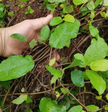 一件代发中药材野地瓜藤野地瓜根地石榴根地枇杷藤
