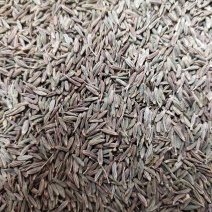 孜然原产地甘肃特优级孜然全国发货玉门花海孜然颜色绿