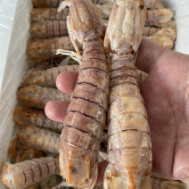 熟冻皮皮虾虾爬子濑尿虾量大价优一手直批