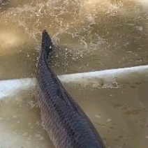 青鱼