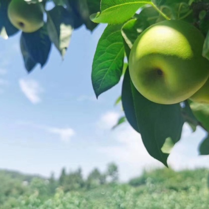 苍溪翠冠梨湖北梨 翠冠梨 大量供应 脆甜多汁 提供一条龙服务 欢迎