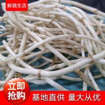 新鲜鱼腥草包邮基地直供支持代发整车欢迎来电洽谈