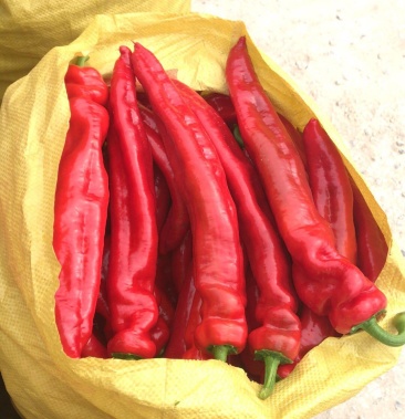 辣椒苗 红尖椒苗 大果型红尖椒苗 育苗基地直供 包邮到家