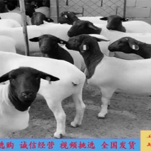 黑头杜波绵羊头胎种母羊种公羊羊羔养殖场直销货源稳定充足